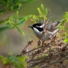 Kystracek tasmansky - Melithreptus validirostris - Strong-billed Honeyeater o3391